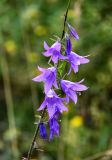 Campanula rapunculoides. Соцветие. Дагестан, Гунибский р-н, окр. с. Чох, ≈ 1500 м н.у.м., луговой склон. 29.07.2022.