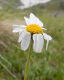 Anthemis saportana. Верхушка побега с соцветием. Карачаево-Черкесия, Урупский р-н, Кавказский биосферный заповедник, Имеретинские озёра, дол. оз. Ривьера, ≈ 2650 м н.у.м., альпийский луг. 27.07.2022.