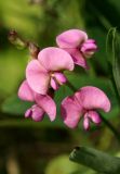 Lathyrus sylvestris