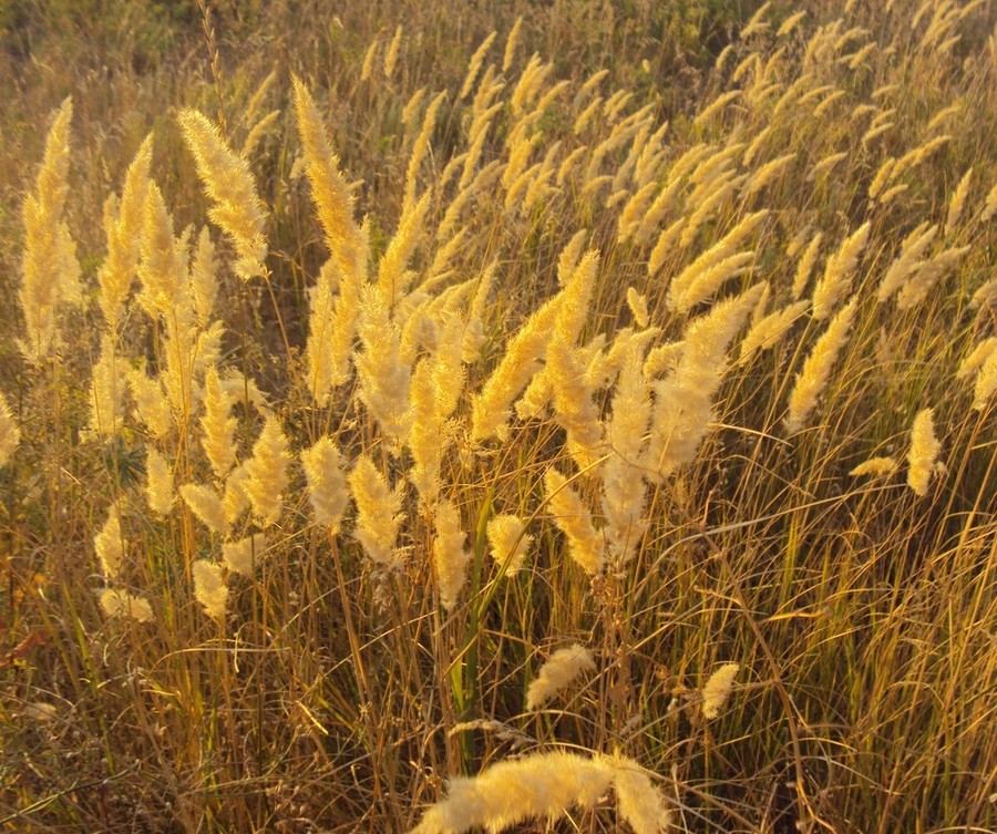 Изображение особи Calamagrostis glomerata.