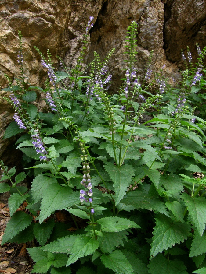 Image of Scutellaria altissima specimen.