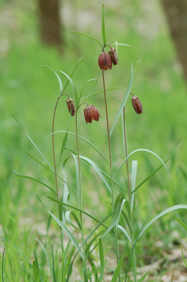 Изображение особи Fritillaria montana.