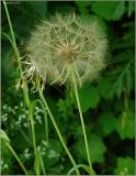 Tragopogon orientalis. Соплодие. Чувашия, г. Шумерля, коллективный сад \"Здоровье\". 30 июня 2011 г.