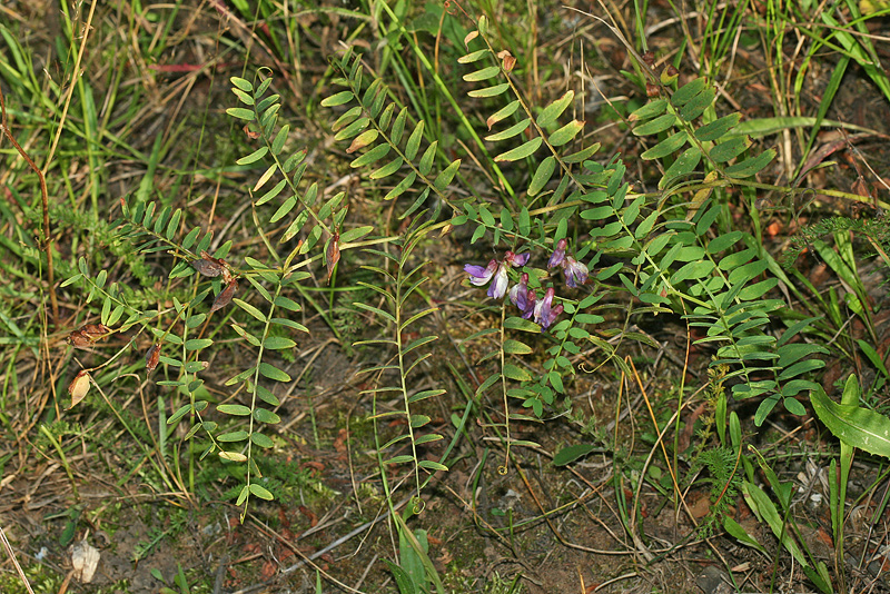 Изображение особи Vicia cassubica.