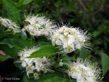 Spiraea chamaedryfolia. Часть ветви с соцветиями. Украина, Ивано-Франковская обл., Надворнянский р-н, окр. с. Быстрица, долина потока Рафайловец. 21 июня 2011 г.