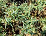 Xanthium spinosum