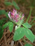 Trifolium pratense. Верхушка побега с соцветием. Крым, южный берег, окр. Мисхора, сосновый лес. 28 мая 2012 г.