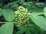 Sambucus racemosa. Соплодие с недавно завязавшимися плодами. Ленинградская область, Всеволожский район, окрестности поселка Токсово. 1 июня 2012 г.