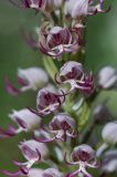 Orchis simia