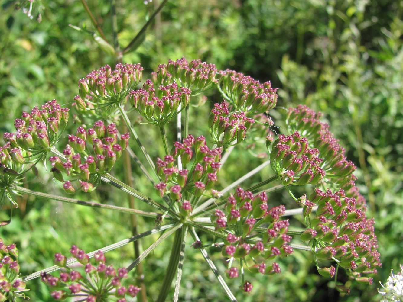 Изображение особи Ostericum palustre.