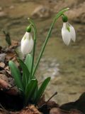 Galanthus plicatus. Цветущее растение. Крым, Байдарская долина, окр. с. Передовое. 2 марта 2013 г.