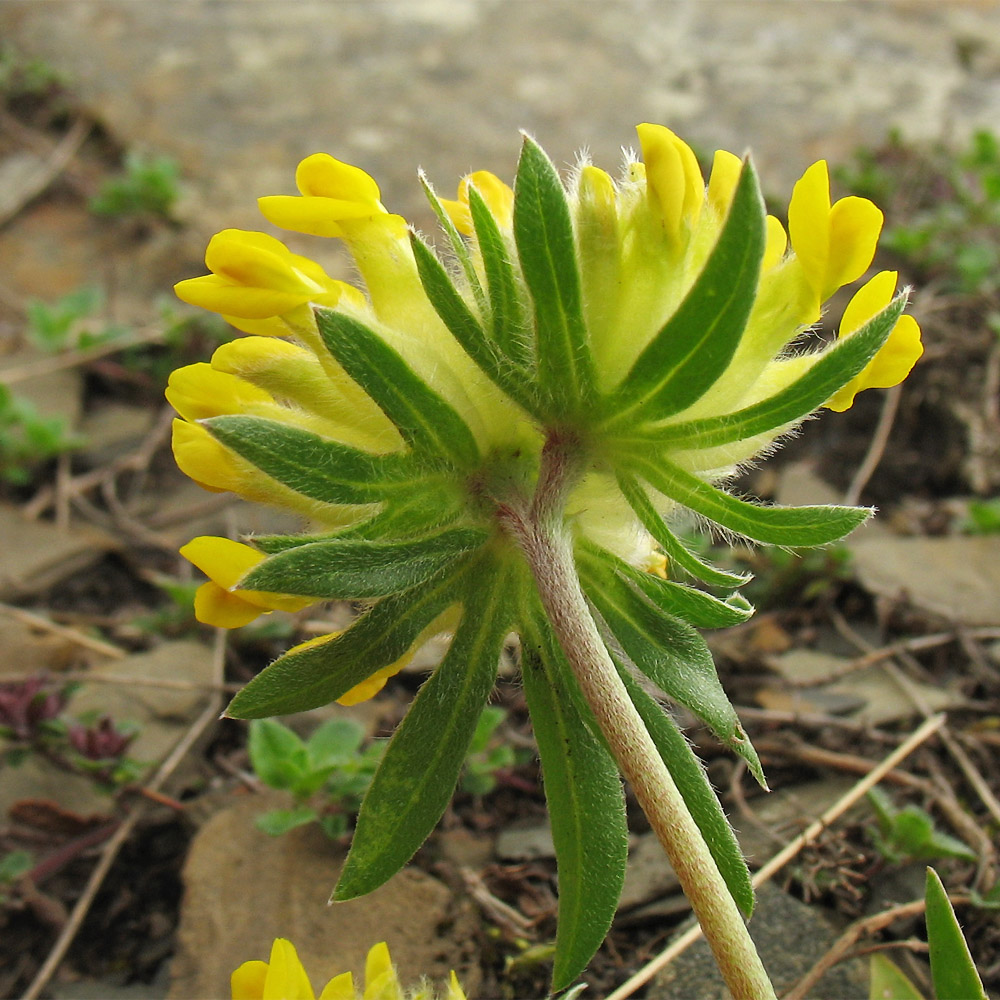 Изображение особи Anthyllis alpestris.