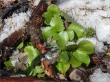 Hepatica nobilis