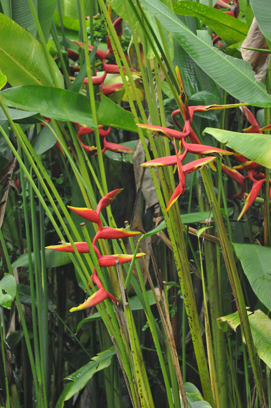 Image of Heliconia &times; rauliniana specimen.