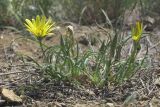 Tragopogon pusillus