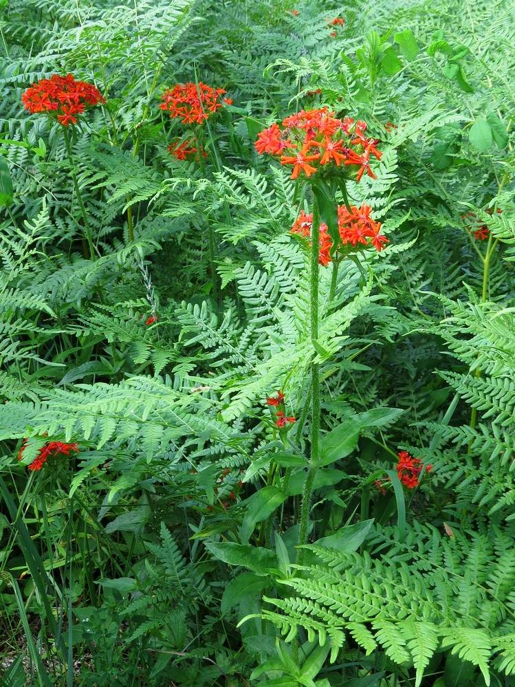 Изображение особи Lychnis chalcedonica.