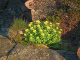 Rhodiola rosea