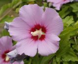 Hibiscus syriacus