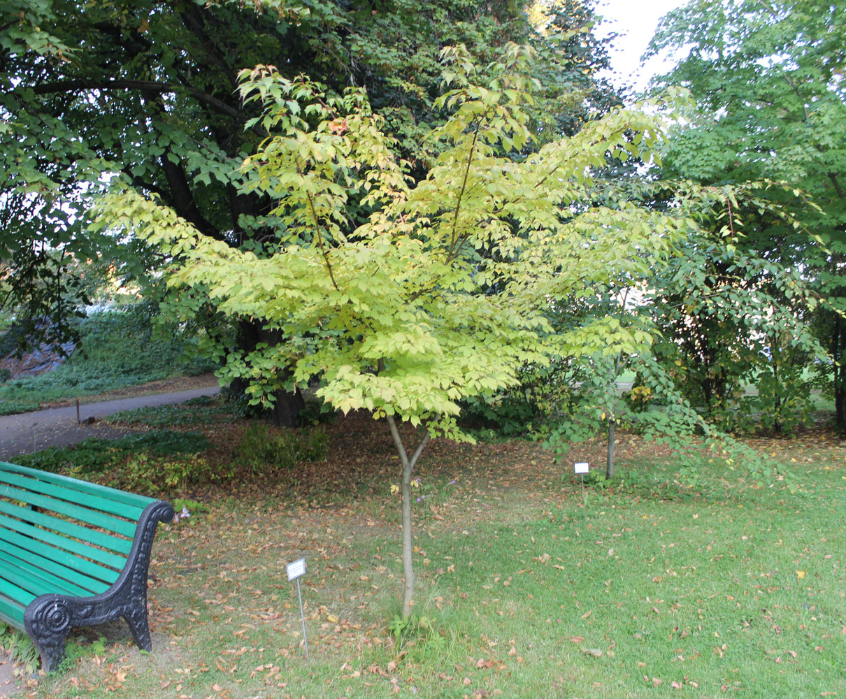 Image of Acer cissifolium specimen.