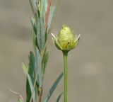 Parnassia palustris