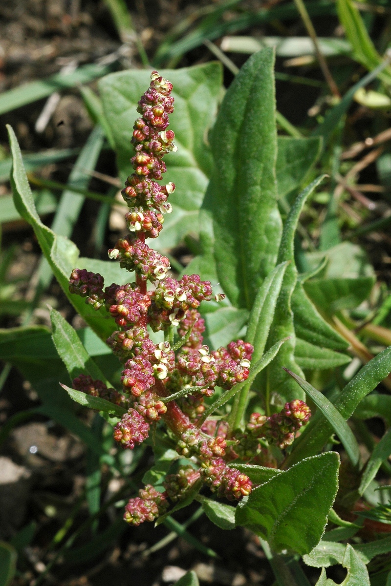 Image of Spinacia turkestanica specimen.