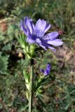 Cichorium intybus