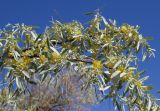 Elaeagnus angustifolia