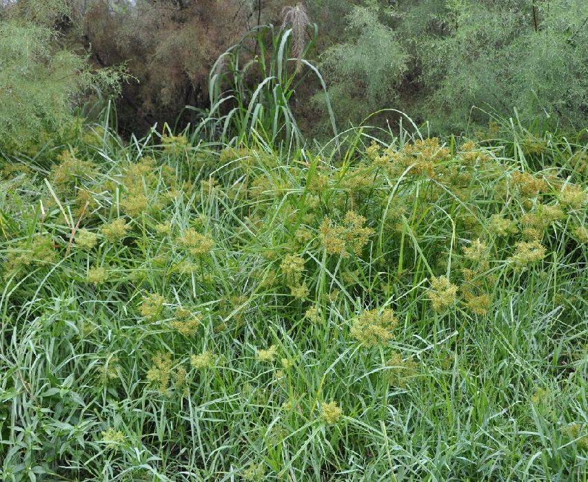 Изображение особи Cyperus esculentus.