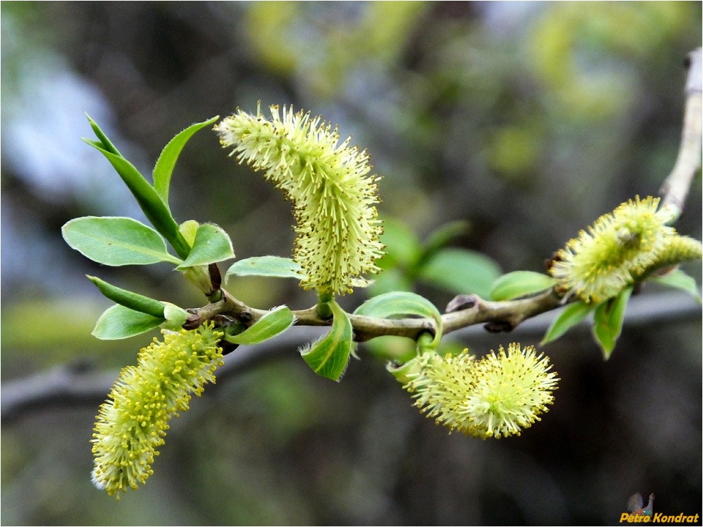 Изображение особи Salix pentandra.