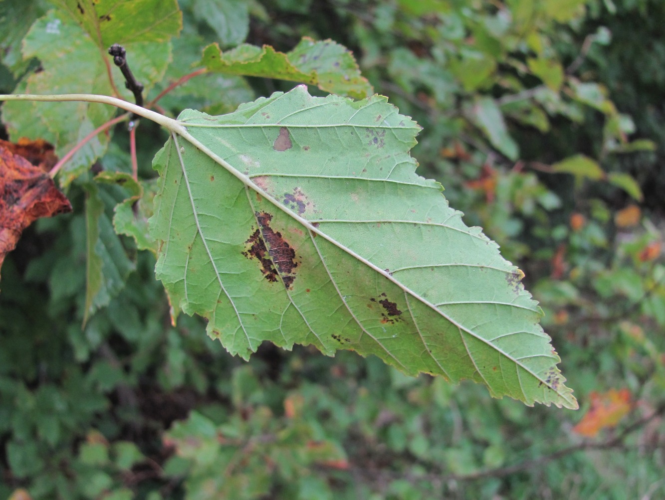 Изображение особи Acer tataricum.