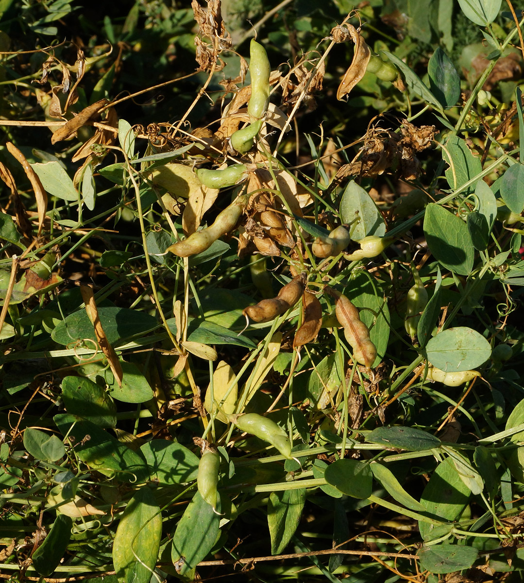 Изображение особи Lathyrus tuberosus.