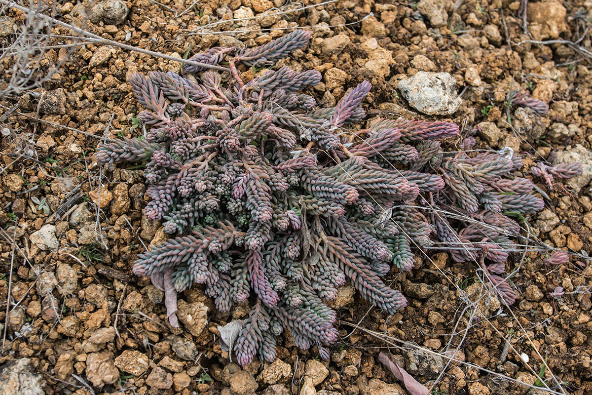 Image of Sedum reflexum specimen.