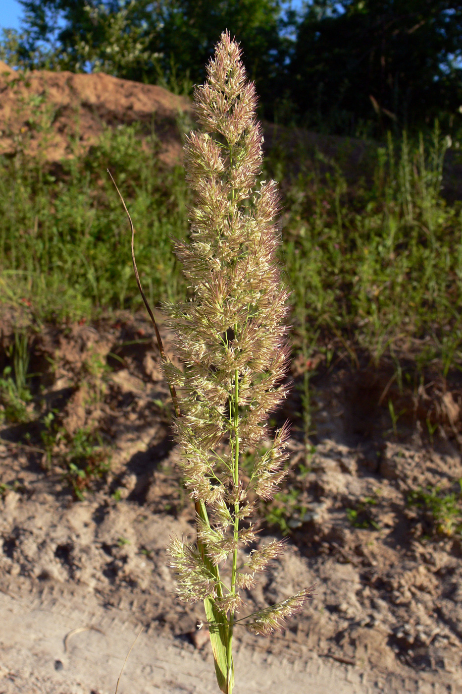 Изображение особи род Calamagrostis.