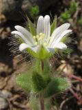 Cerastium brachypetalum ssp. tauricum