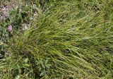 Carex halleriana. Плодоносящее растение. Краснодарский край, м/о Новороссийск, каменистый склон на окраине города. 26.05.2017.