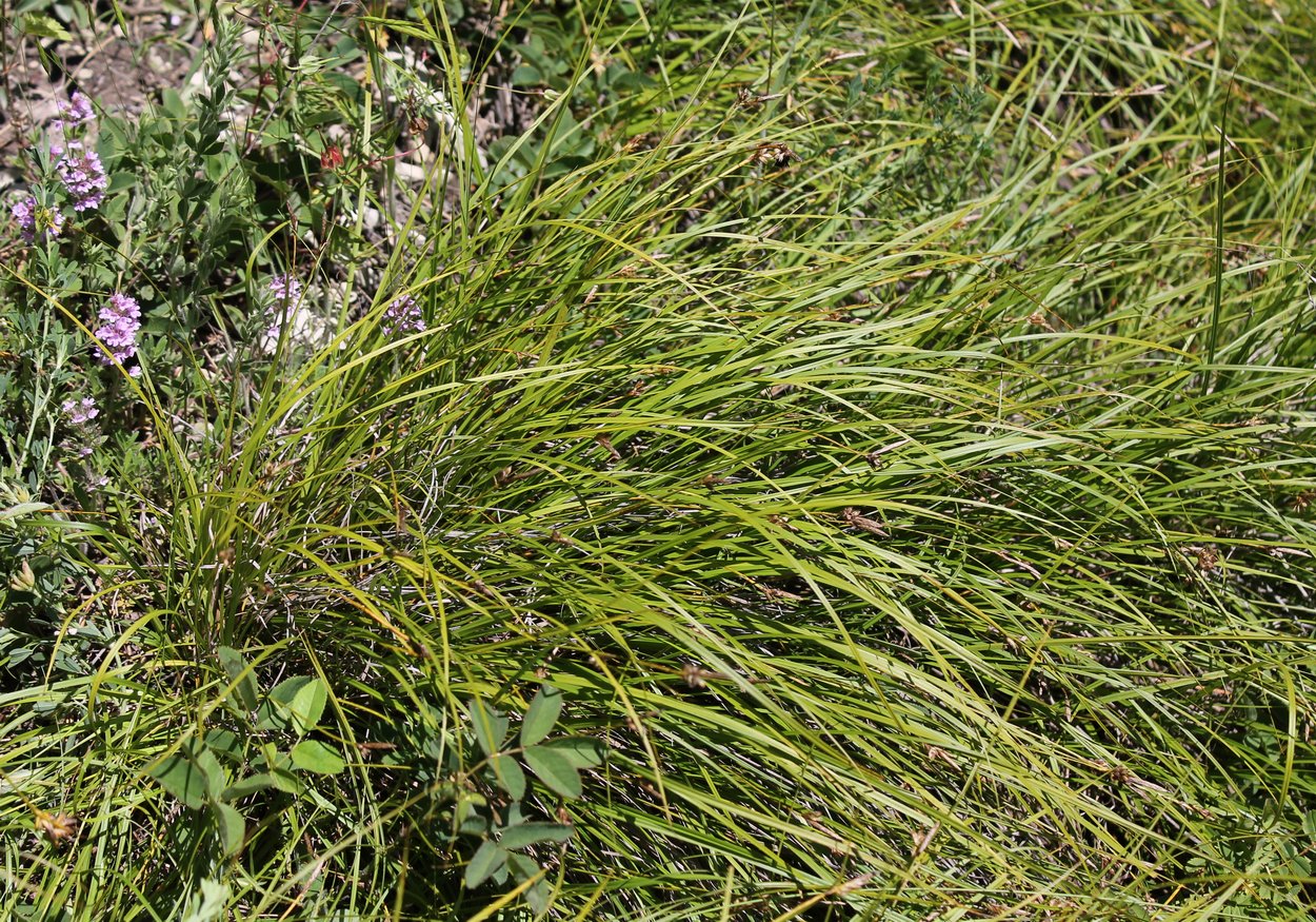 Изображение особи Carex halleriana.