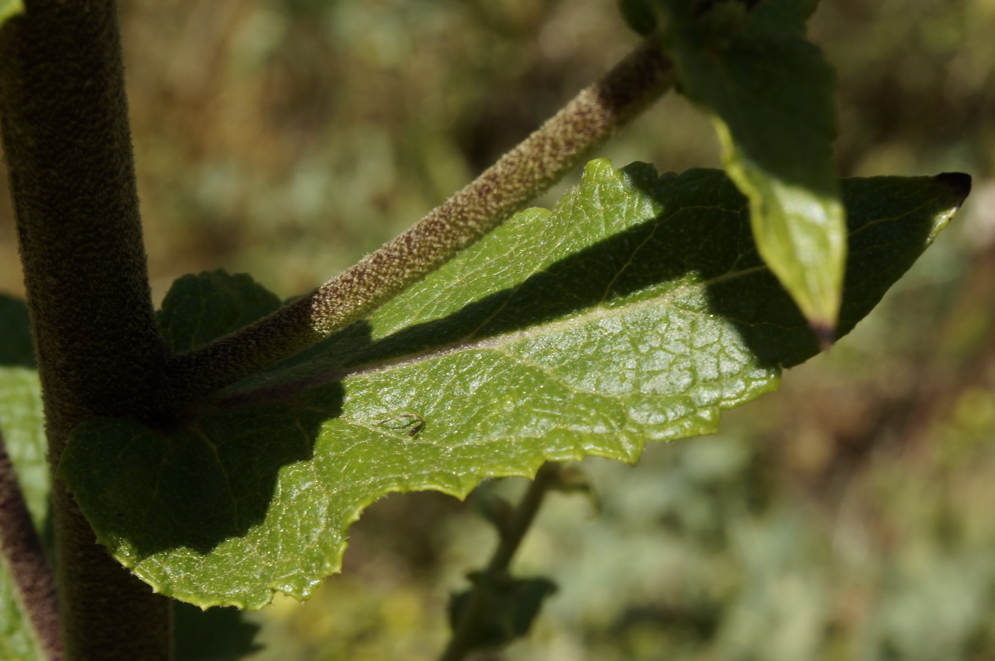 Image of Verbascum banaticum specimen.