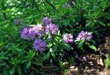 Rhododendron ponticum