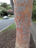 Angophora costata