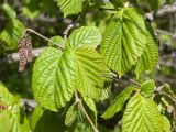 Corylus avellana. Часть ветви с отцветшими мужскими соцветиями. Ленинградская обл., Кировский р-н, окр. дер. Васильково; долина р. Лава, широколиственный лес на склоне долины. 04.06.2017.