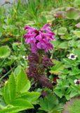 Pedicularis chamissonis. Цветущее растение. Камчатский край, Алеутский р-н, о-в Медный, водораздел руч. Фомушкин и ручья, впадающего в бух. Никольская, тундра. 02.08.2017.