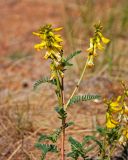 Astragalus mongholicus. Верхушка побега с соцветиями. Монголия, аймак Завхан, окр. пос. Сантмаргац, ≈ 1700 м н.у.м., сухая горная степь. 10.06.2017.