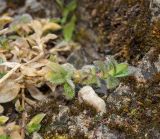 Cerastium holosteoides. Молодой побег. Башкортостан, Белорецкий р-н, Ишлинский сельсовет, долина р. Большой Инзер в р-не дер. Карталы, правый берег, каменистая ж.-д. насыпь около ж.-д. моста через реку. 29 апреля 2018 г.