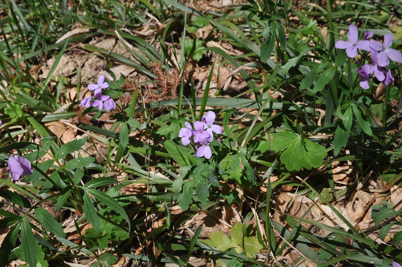 Изображение особи Cardamine quinquefolia.