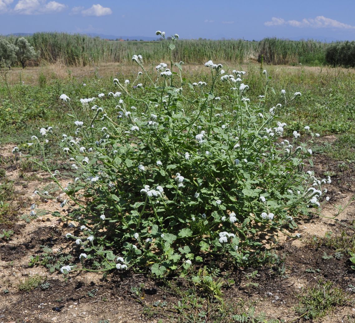 Изображение особи Heliotropium hirsutissimum.