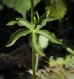 Astrantia major