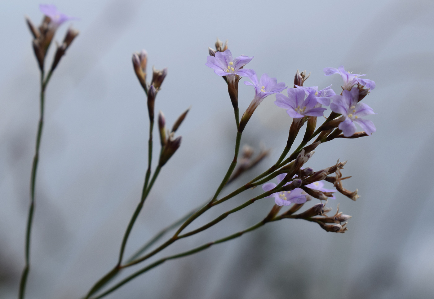 Изображение особи Limonium revolutum.