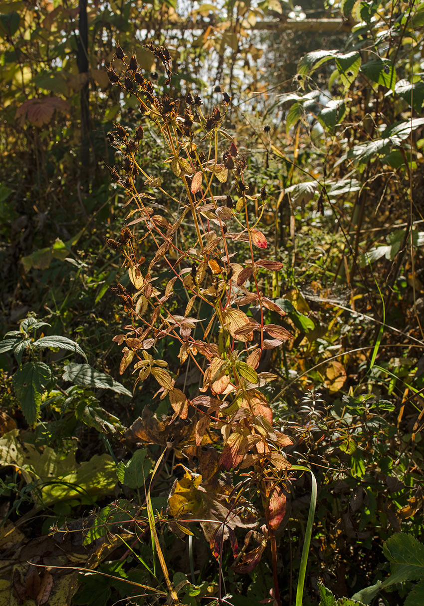 Изображение особи Hypericum maculatum.