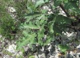 Heracleum grandiflorum