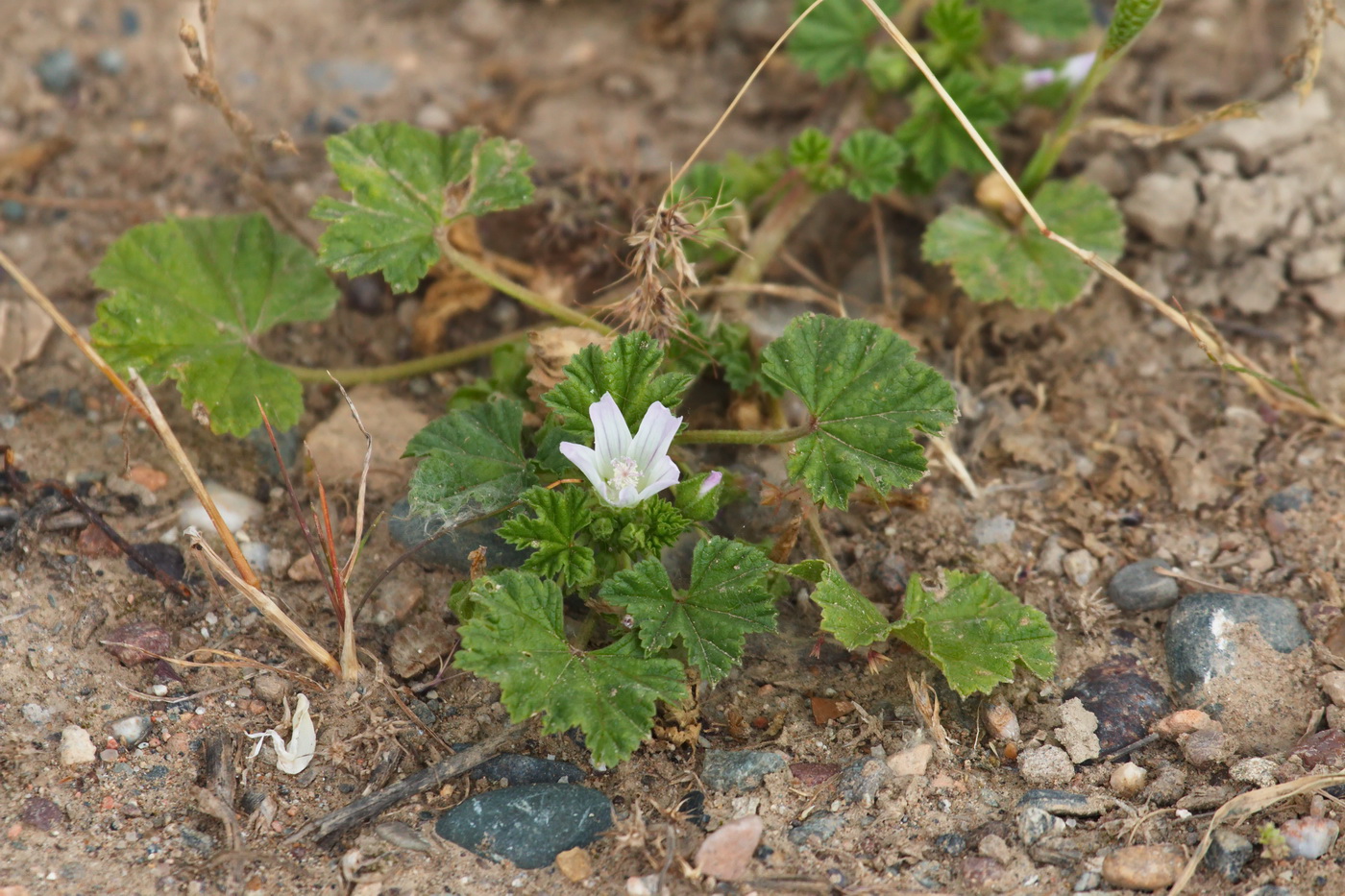 Изображение особи Malva neglecta.